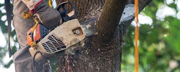 How Our Tree Care Process Works  in  Villa Grove, IL