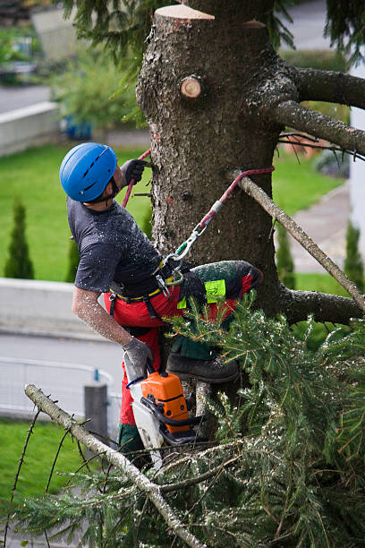 Mulching Services in Villa Grove, IL