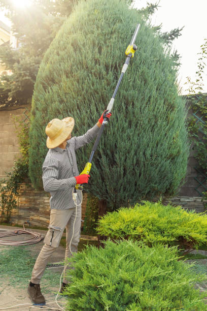 Trusted Villa Grove, IL Tree Care Services Experts